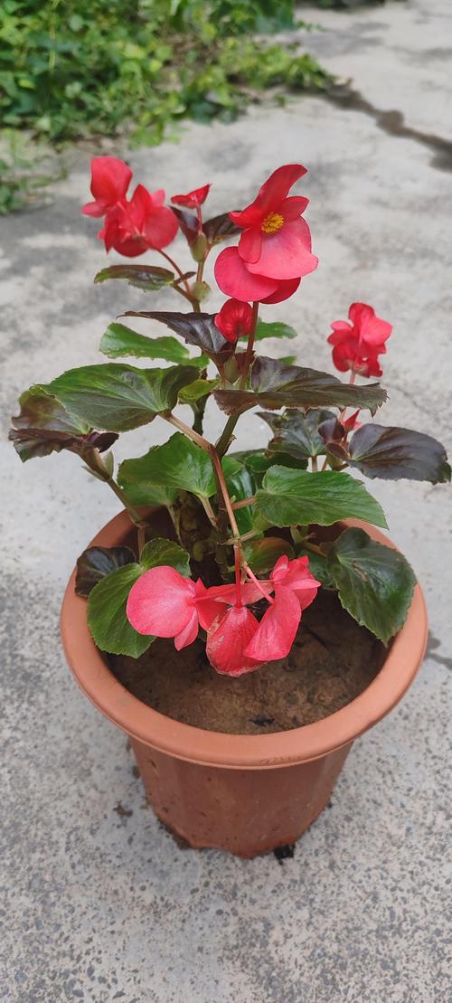 四李海棠花品种有那些-图2