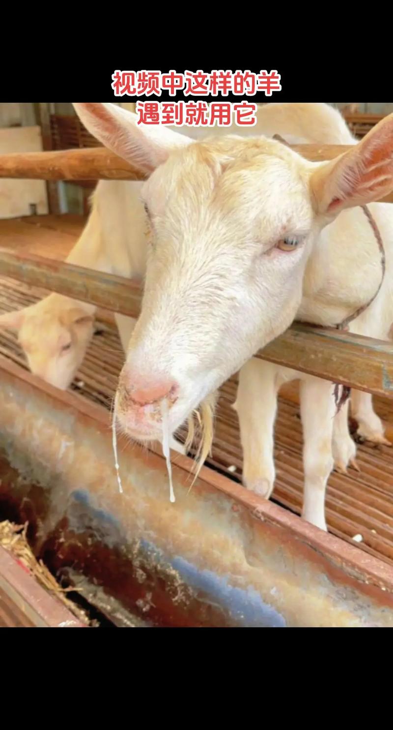 每日农经养羊技术视频,养羊关键技术有哪些?-图1 每日农经养羊技术视频,养羊关键技术有哪些?-图1