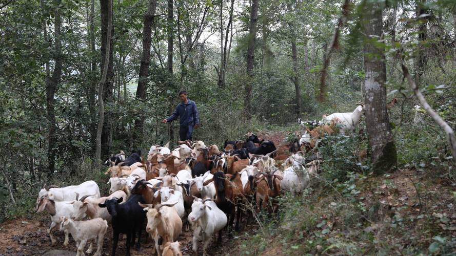 每日农经养羊技术视频,养羊关键技术有哪些?-图2 每日农经养羊技术视频,养羊关键技术有哪些?-图2