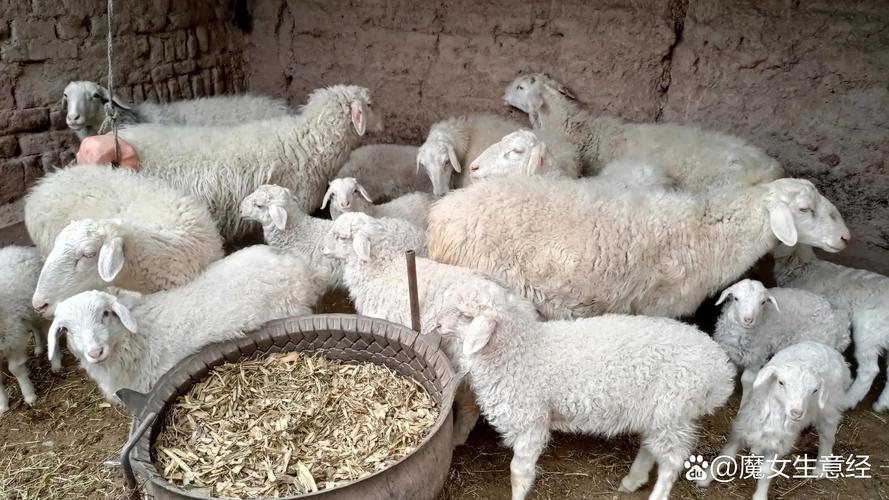 每日农经养羊技术视频,养羊关键技术有哪些?-图3 每日农经养羊技术视频,养羊关键技术有哪些?-图3