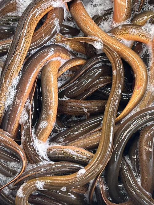 黄鳝养殖技术与行情,前景如何?-图2 黄鳝养殖技术与行情,前景如何?-图2