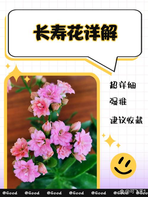 长寿花新品种有哪些?名称图片速览!-图1 长寿花新品种有哪些?名称图片速览!-图1