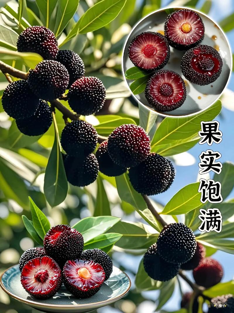 杨梅树种植技术有哪些关键点?-图1 杨梅树种植技术有哪些关键点?-图1