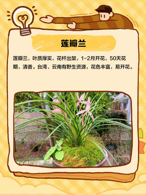 哪些兰花品种属于一季开花？-图1