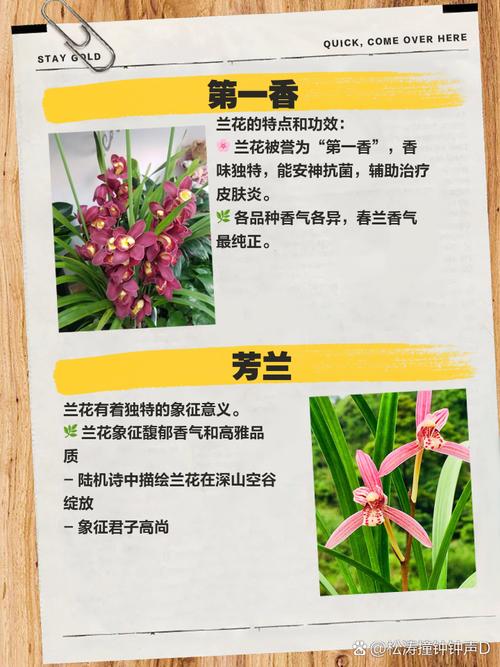 哪些兰花品种属于一季开花？-图2