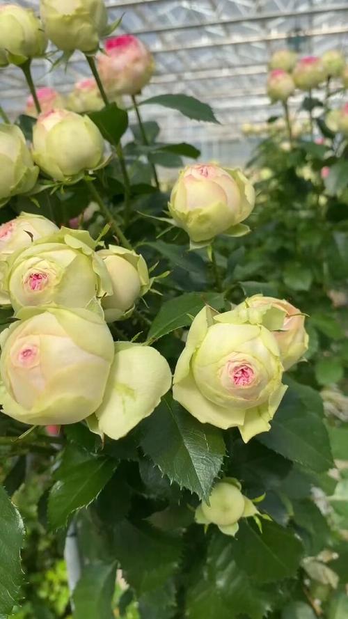 微月月季品种有哪些？-图2