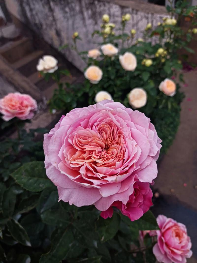 微月月季品种有哪些？-图1