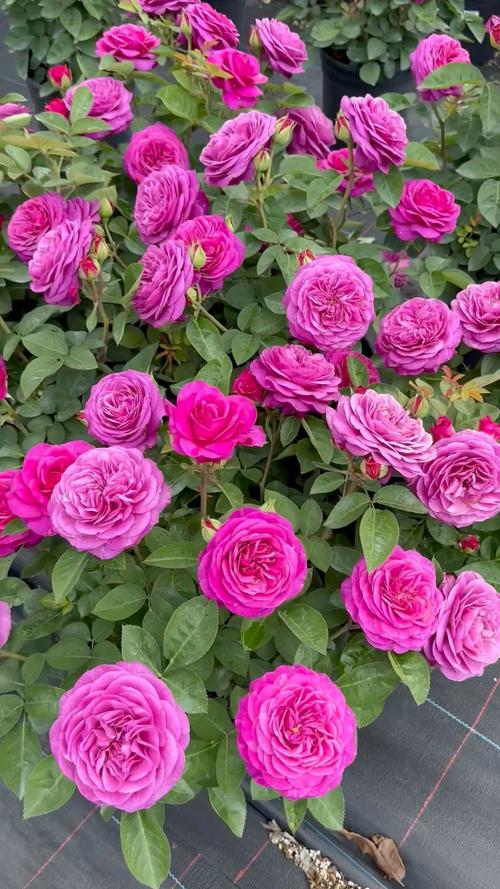 微月月季品种有哪些？-图3