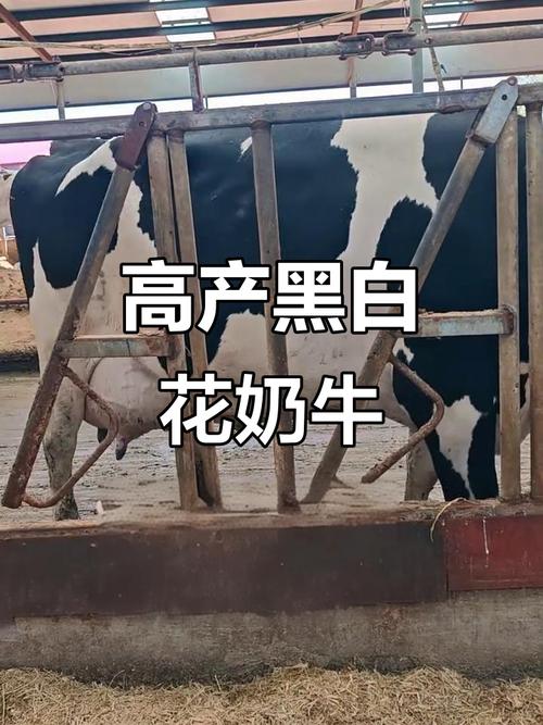 黑白花牛的品种有哪些-图2 黑白花牛的品种有哪些-图2