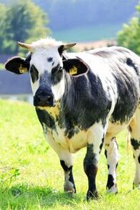 黑白花牛的品种有哪些-图1 黑白花牛的品种有哪些-图1