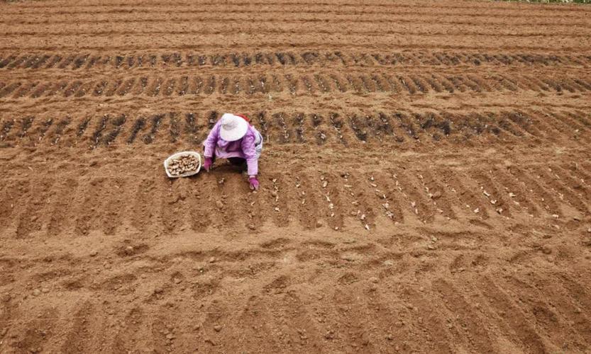 乡村季风种姜技术要点有哪些？-图3