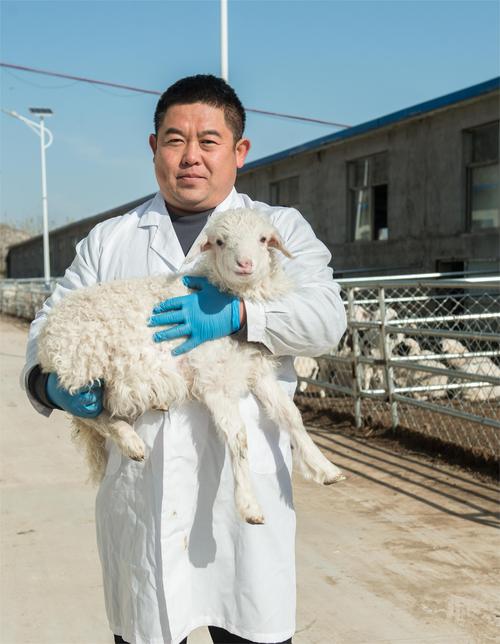 浙江省养羊那个品种好-图3 浙江省养羊那个品种好-图3