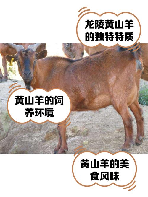 浙江省养羊那个品种好-图2