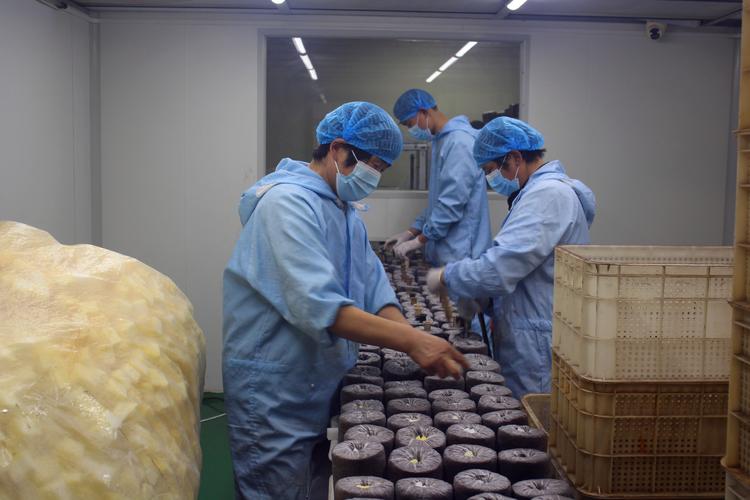 木耳菌袋制作技术视频,关键步骤有哪些?-图1 木耳菌袋制作技术视频,关键步骤有哪些?-图1