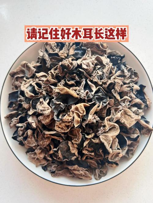 木耳菌袋制作技术视频,关键步骤有哪些?-图3 木耳菌袋制作技术视频,关键步骤有哪些?-图3