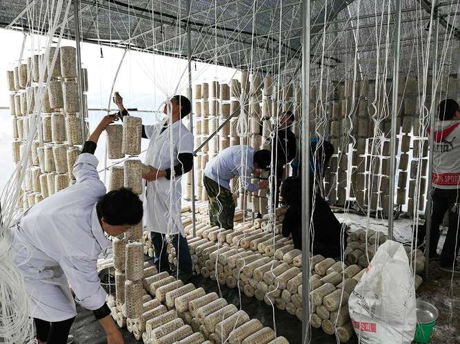 木耳菌袋制作技术视频,关键步骤有哪些?-图2 木耳菌袋制作技术视频,关键步骤有哪些?-图2