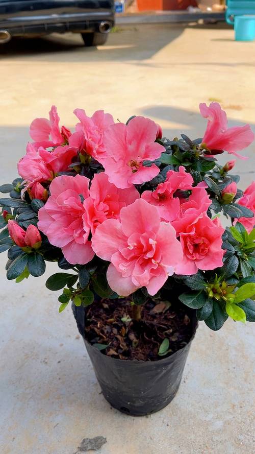 适合家养的杜鹃花品种-图2