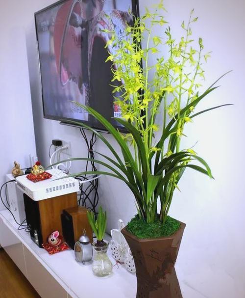 墨兰白色花品种哪个好?-图1 墨兰白色花品种哪个好?-图1