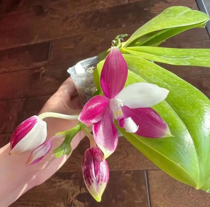 什么品种的蝴蝶兰苗好-图3