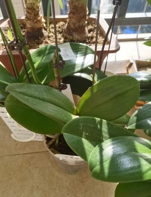 什么品种的蝴蝶兰苗好-图1