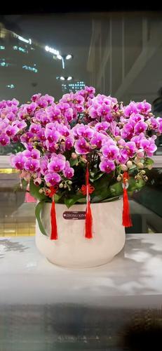 什么品种的蝴蝶兰苗好-图2