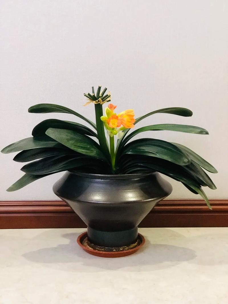 最贵君子兰新品种为何值天价?-图1 最贵君子兰新品种为何值天价?-图1