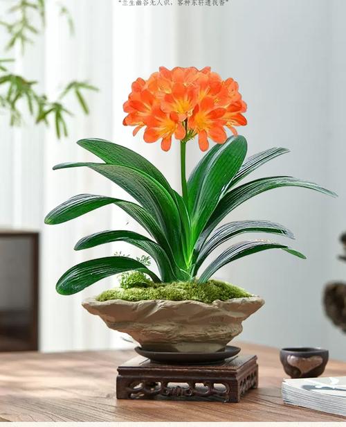 最贵君子兰新品种为何值天价？-图3