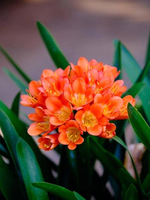 最贵君子兰新品种为何值天价？-图2