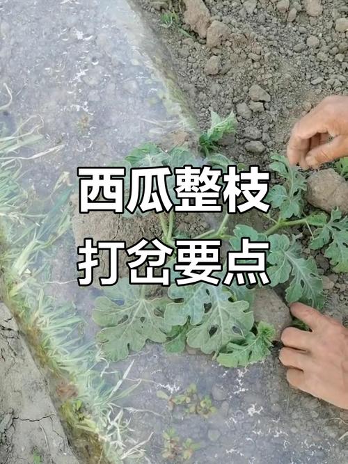 打瓜种植技术视频教程-图3