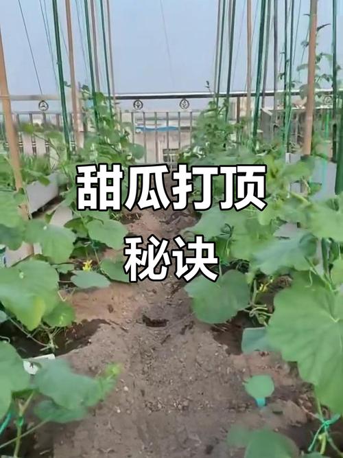 打瓜种植技术视频教程-图2 打瓜种植技术视频教程-图2