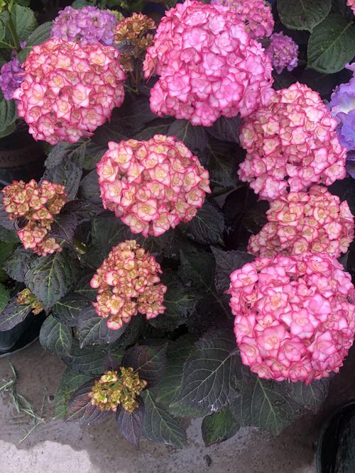 绣球花哪些品种最好养?-图2 绣球花哪些品种最好养?-图2