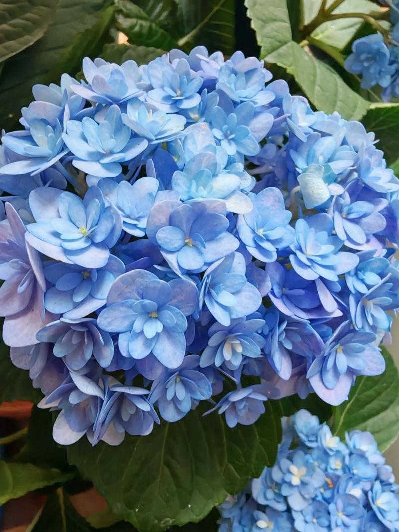 绣球花哪些品种最好养?-图1 绣球花哪些品种最好养?-图1