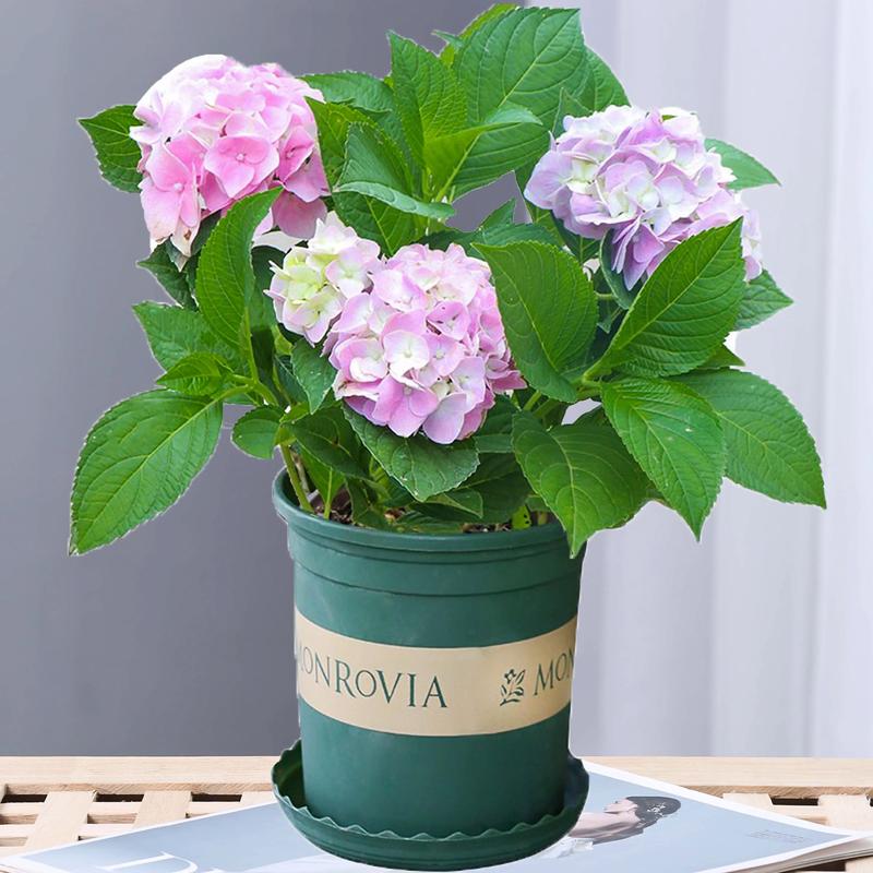 绣球花哪些品种最好养?-图3 绣球花哪些品种最好养?-图3