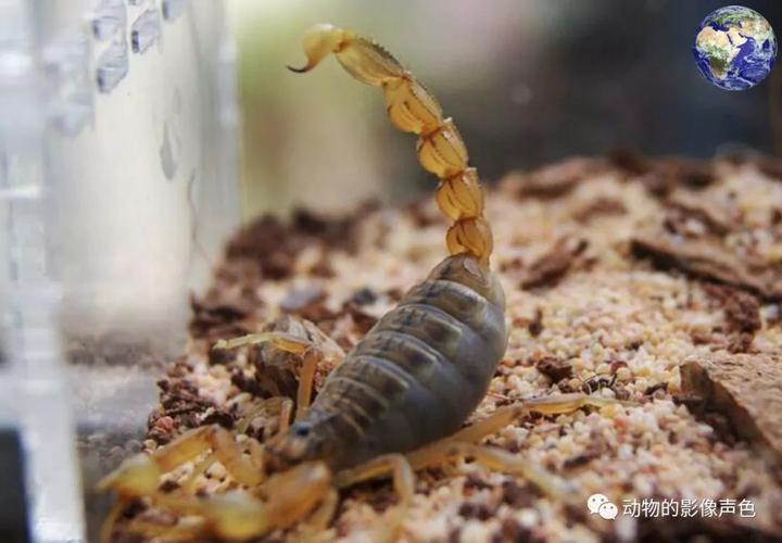 野生蝎子一斤究竟多少钱？-图3