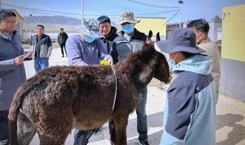 哪里能下载养驴技术相关视频？-图3