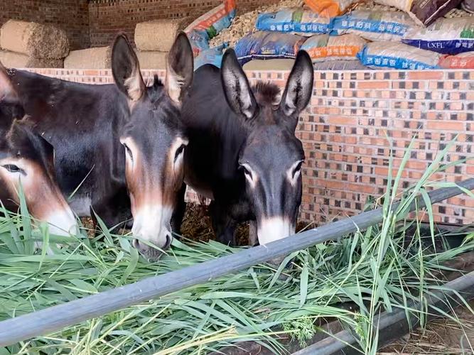 哪里能下载养驴技术相关视频?-图2 哪里能下载养驴技术相关视频?-图2