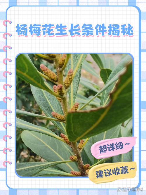 湖南杨梅树种植技术有哪些关键要点？-图2