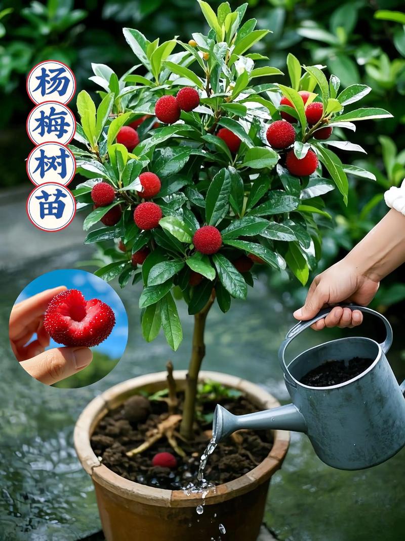 湖南杨梅树种植技术有哪些关键要点？-图3