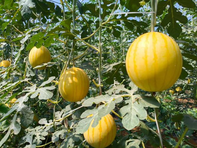 吊瓜高产种植技术有哪些关键要点?-图1 吊瓜高产种植技术有哪些关键要点?-图1