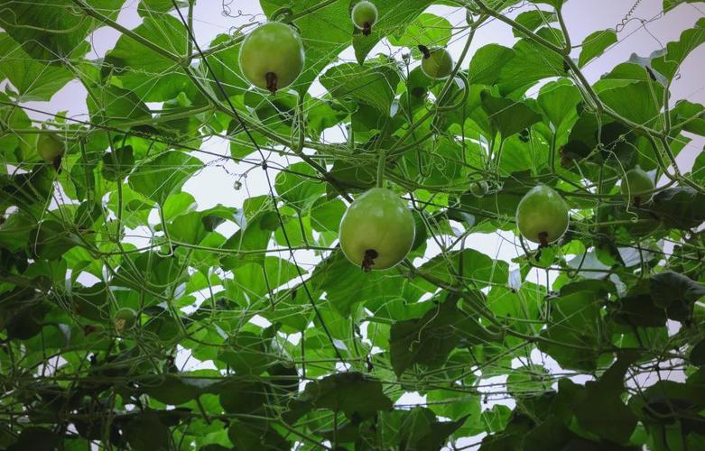 吊瓜高产种植技术有哪些关键要点?-图2 吊瓜高产种植技术有哪些关键要点?-图2