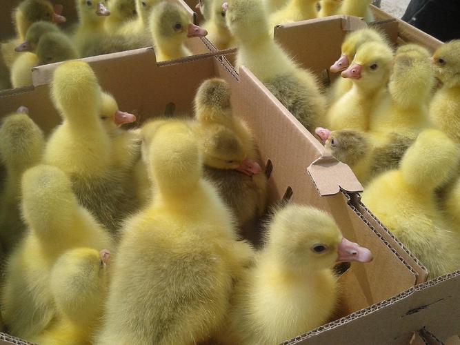 肉鹅白罗曼品种好不好？-图2