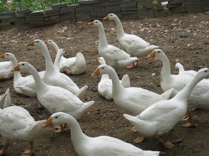 肉鹅白罗曼品种好不好?-图1 肉鹅白罗曼品种好不好?-图1