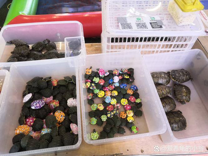 市场上卖的小乌龟品种-图2 市场上卖的小乌龟品种-图2