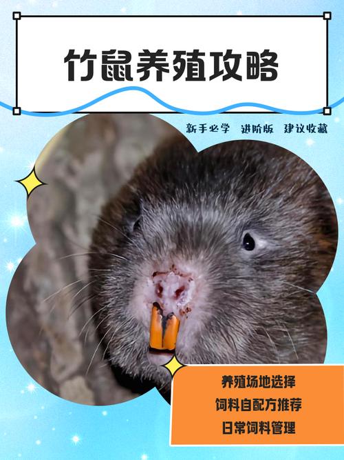 广西梧州竹鼠养殖技术-图1 广西梧州竹鼠养殖技术-图1