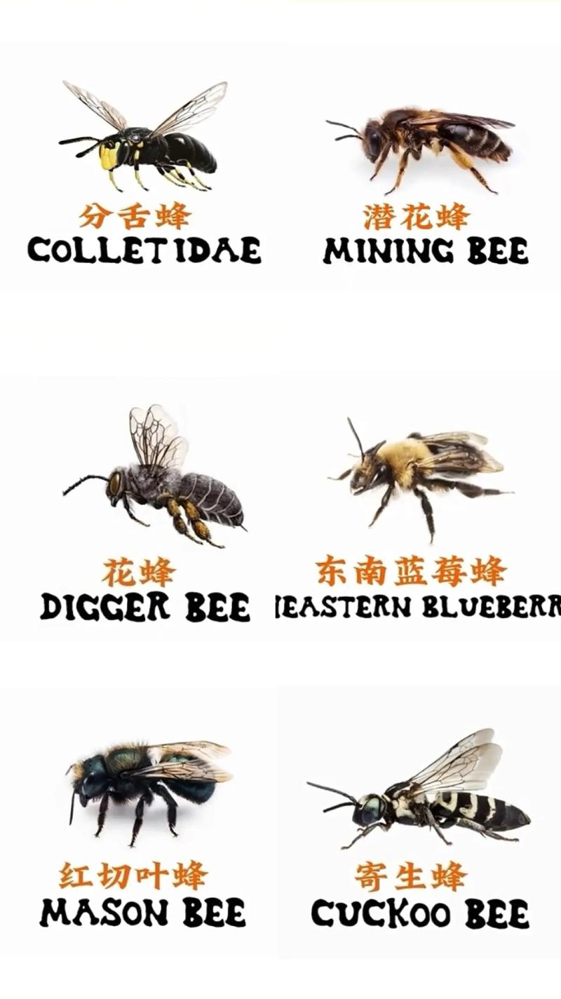 采集零星蜜源的蜂品种-图2