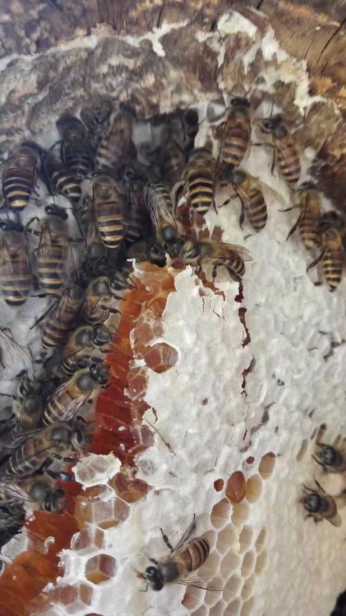 采集零星蜜源的蜂品种-图3