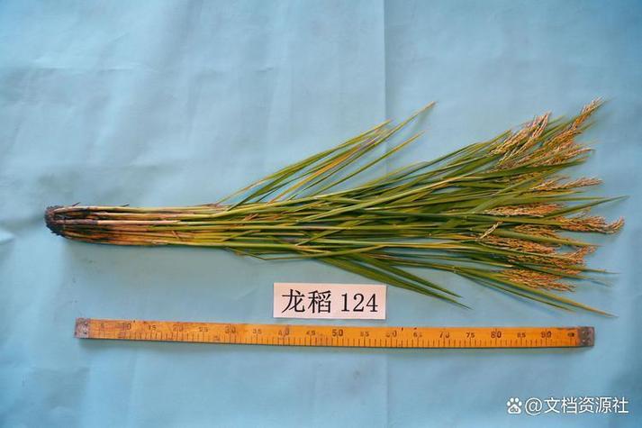 水稻龙粳52品种有何特性与优势?-图1 水稻龙粳52品种有何特性与优势?-图1