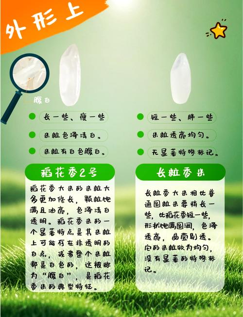 水稻龙粳52品种有何特性与优势？-图2