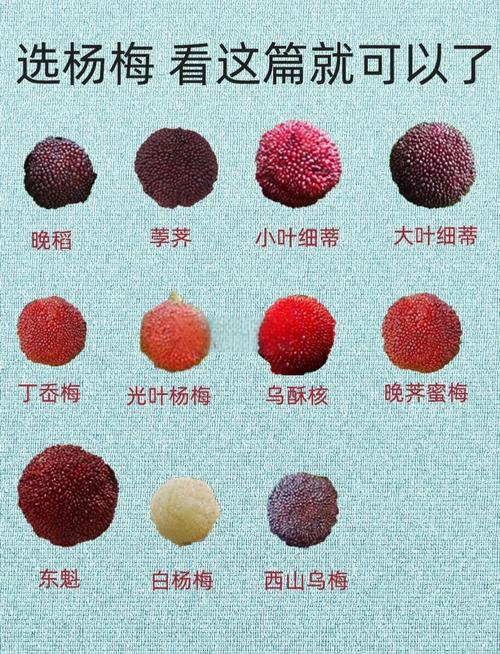 小杨梅品种叫什么意思-图3