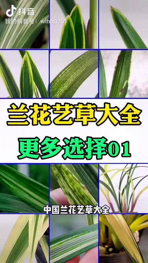 兰花有多少品种兰花草-图2 兰花有多少品种兰花草-图2